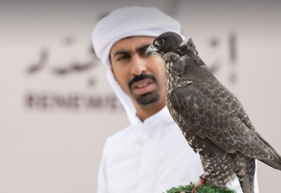 صقارو البحرين يبدأون الحصاد في مهرجان الملك عبدالعزيز
