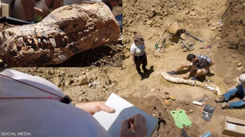 عمره 100 مليون عام.. اكتشاف كائن بحري عملاق بأستراليا