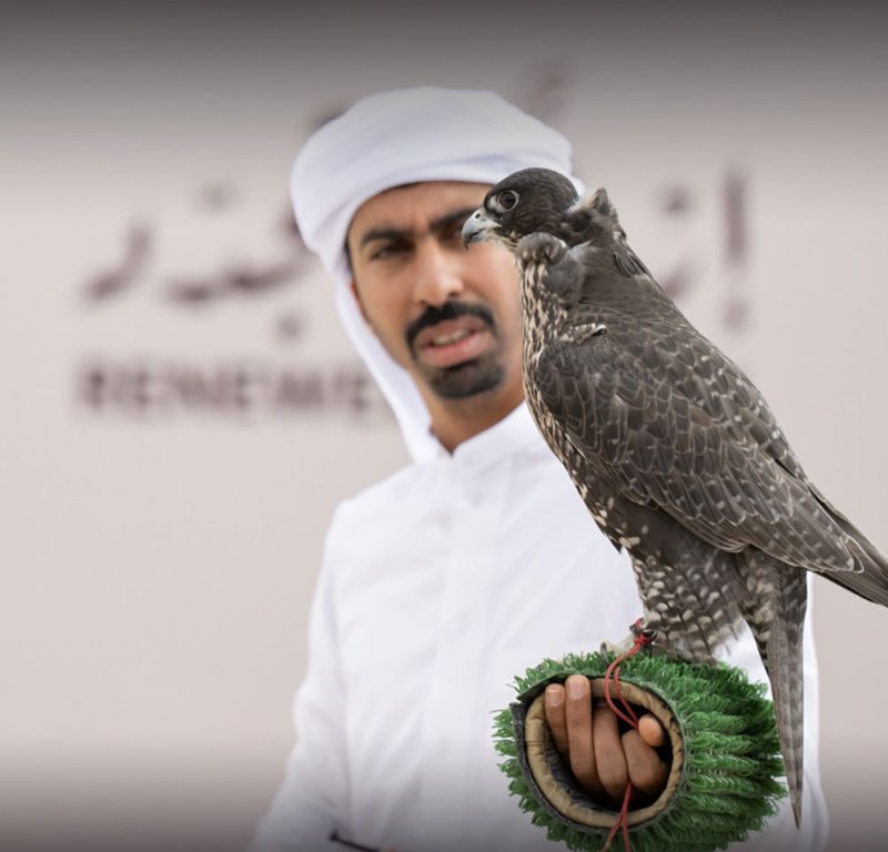 صقارو البحرين يبدأون الحصاد في مهرجان الملك عبدالعزيز