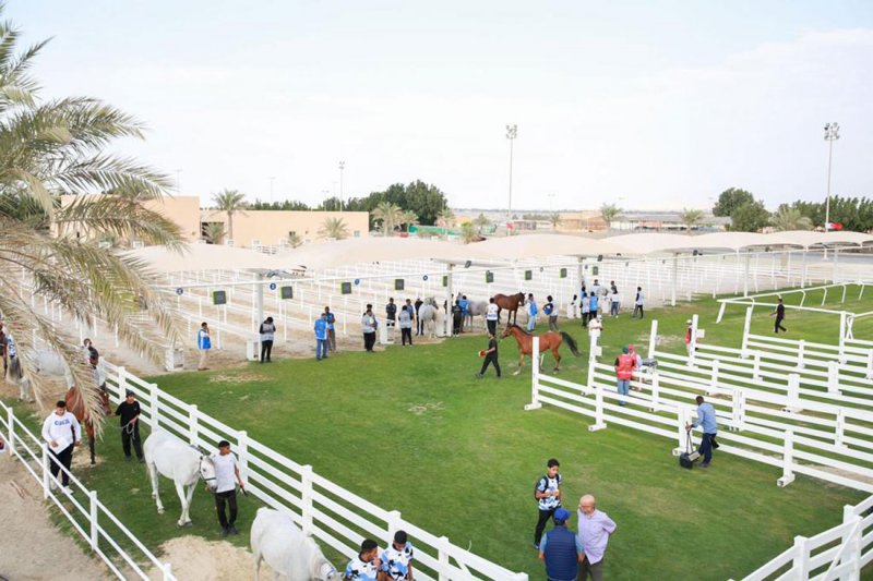 السبت انطلاق بطولة العيد الوطني لسباقات القدرة والعيون نحو منصة التتويج
