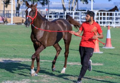 فارس الزعيم يحصد جائزة أفضل حالة جواد في بطولة العيد الوطني للقدرة