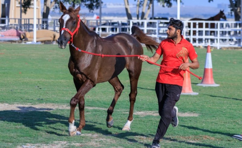 فارس الزعيم يحصد جائزة أفضل حالة جواد في بطولة العيد الوطني للقدرة