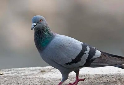 قضية مخدرات تؤرق السلطات بكندا والمتهم حمامة!