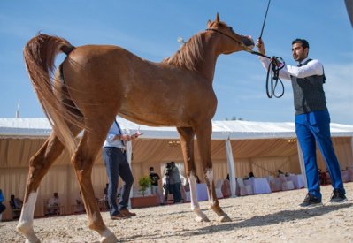بطولة البحرين الوطنية والخيل ذات السلالة المصرية لجمال الخيل العربية تنطلق غدا