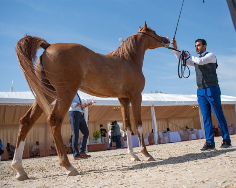 بطولة البحرين الوطنية والخيل ذات السلالة المصرية لجمال الخيل العربية تنطلق غدا