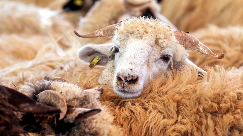 الأردن.. متحور "الحمى القلاعية" يغلق كافة أسواق المواشي