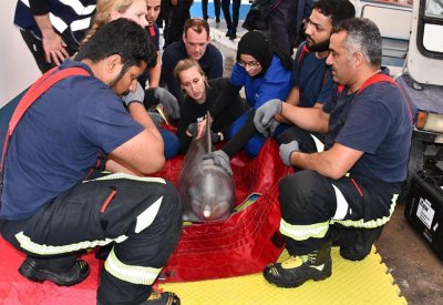 القضاء أوكل "الأعلى للبيئة" إعادة تأهيل الدلافين لإطلاقها في البحر