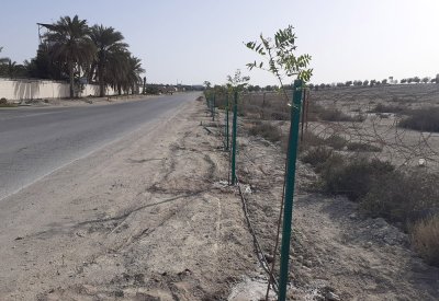 "بلدية الشمالية": زراعة 370 شجرة من قبل المستفيدين من العقوبات البديلة