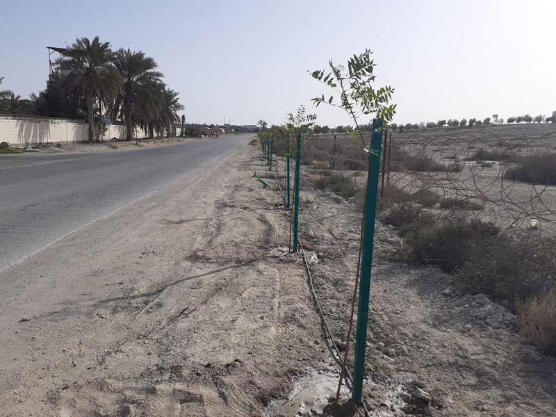"بلدية الشمالية": زراعة 370 شجرة من قبل المستفيدين من العقوبات البديلة