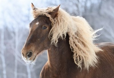 بالفيديو: الخيل السيبيري في البحرين
