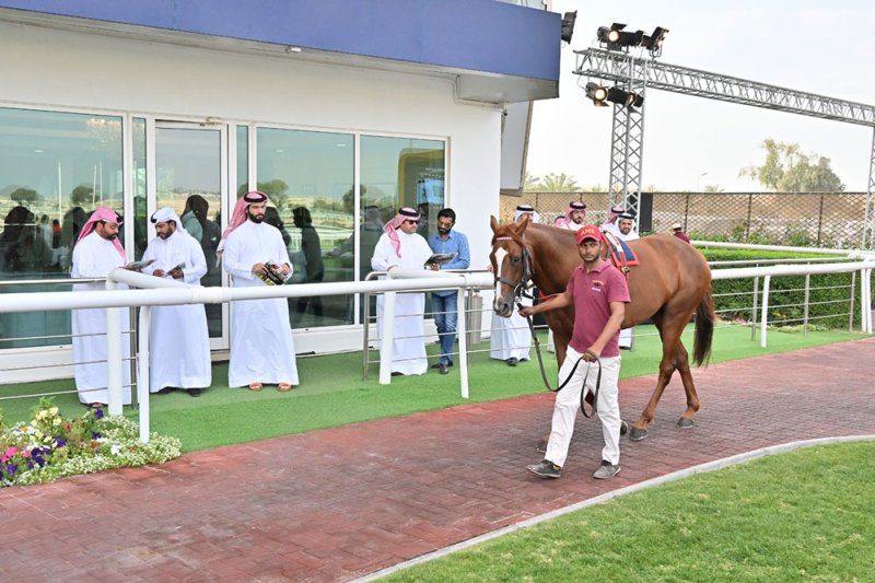‏‎‎نجاح متميز لأول مزاد للخيل بنادي راشد للفروسية وسباق الخيل