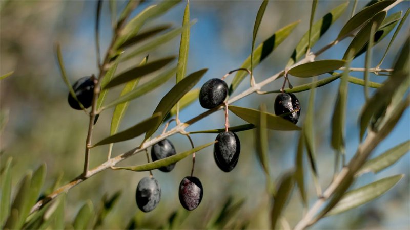 الجفاف يضرب إنتاج زيت الزيتون في إسبانيا ويرفع سعره عالميا
