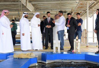 إطلاق أكثر من 30 ألف سمك ميد و1000 سمك هامور كبير