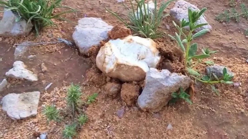 عشرات الضحايا.. داعش يقلب موسم جمع الكمأة في سوريا لدم!