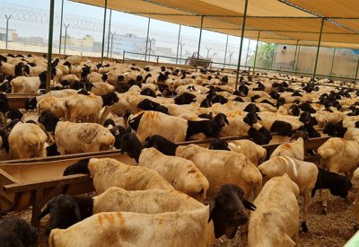 مسلخ الهملة يغذي السوق ب4400 رأس من الأغنام الصومالية وشحنة أبقار