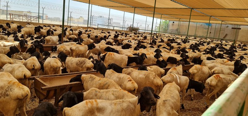 مسلخ الهملة يغذي السوق ب4400 رأس من الأغنام الصومالية وشحنة أبقار
