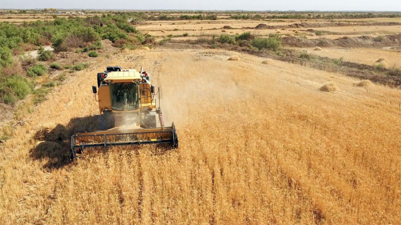 العراق يخطط لزيادة إنتاجه من القمح 60 بالمئة هذا العام