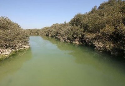 يشمل تشغيل المشتل واستيراد البذور.. مشروع لزيادة أشجار القرم في البحرين