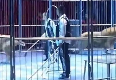 بالفيديو: فرار أسدين من سيرك صيني أثناء العرض.. وهذا ما حصل
