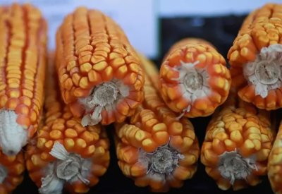 هذه الدولة ستصبح أكبر مصدر للذرة في العالم