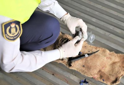 بالصور: "الجمارك" تحبط تهريب مواد مخدرة تم حشوها داخل شحنة بطاطس واردة في حاوية من دولة آسيوية