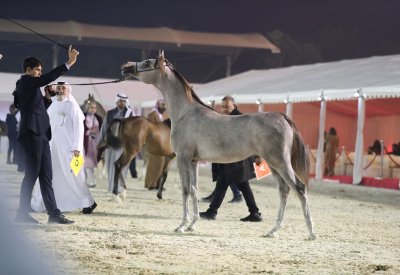 اعتماد برنامج بطولة فيصل بن حمد لجمال الخيل العربية للانتاج المحلي