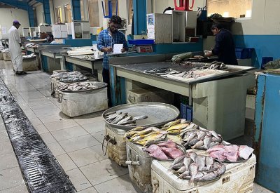 استقرار أسعار الأسماك .. وتوقعات بشح الهوامير أيام "القيظ".. من داخل السوق سعر الصافي والشعري 2 دينار