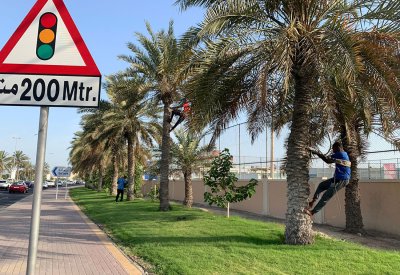 بلدية المحرق: زراعة 5450 نخلة وفسيلة خلال السنوات الأربع الماضية
