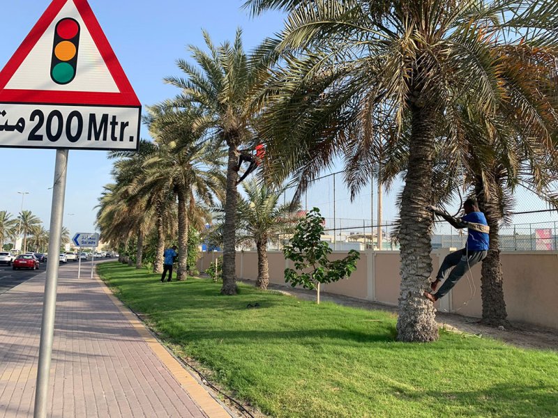 بلدية المحرق: زراعة 5450 نخلة وفسيلة خلال السنوات الأربع الماضية