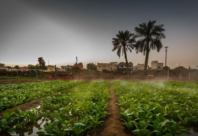 تعزيز الأمن الغذائي في البحرين لمدة 10 سنوات
