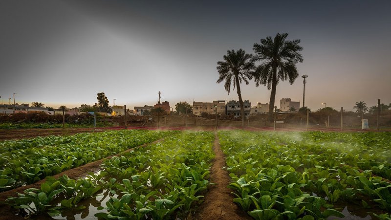 تعزيز الأمن الغذائي في البحرين لمدة 10 سنوات