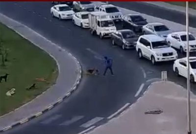 بالفيديو: الكلاب الضالة تهاجم المارة بشارع حيوي