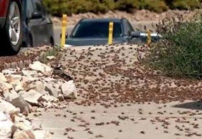 بالفيديو: لغز غامض.. ملايين الصراصير تغزو بلدة أميركية