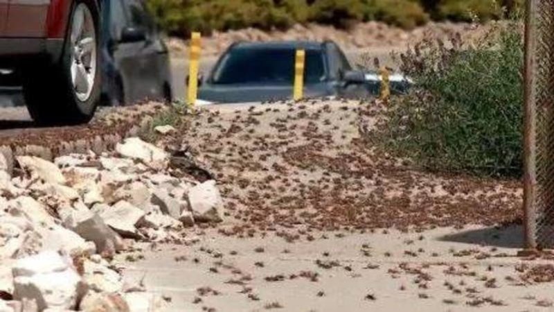 بالفيديو: لغز غامض.. ملايين الصراصير تغزو بلدة أميركية