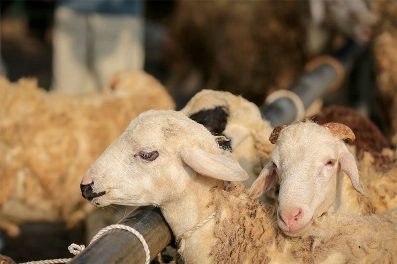 أضاحي هذا العام.. أقلها 55 دينار والعربي 125 دينار وخدمة توصيل للمنازل