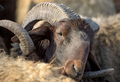 أسعار جلود المواشي بمصر.. تفاؤل بموسم يُنهي 3 سنوات عجاف