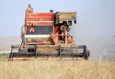 العراق يتجاوز مستهدفاته من مشتريات القمح المحلي لهذا الموسم