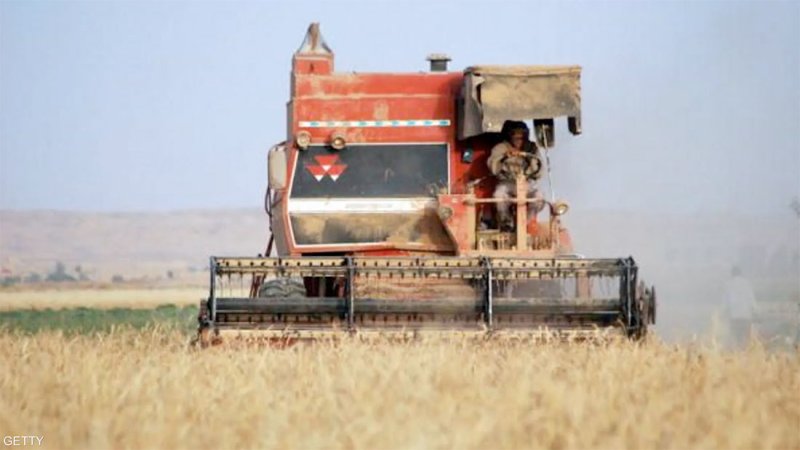 العراق يتجاوز مستهدفاته من مشتريات القمح المحلي لهذا الموسم
