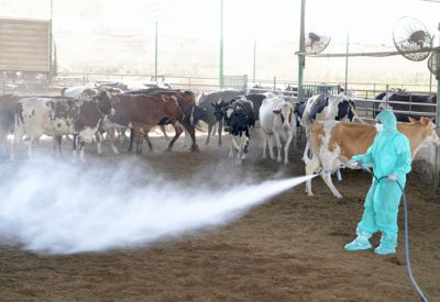 "الثروة الحيوانية": تحصين أكثر من 10000 من الحيوانات ضد الأمراض المعدية