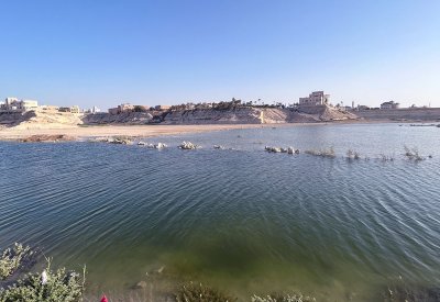 بط وبلطي في بحيرة وادي البحير