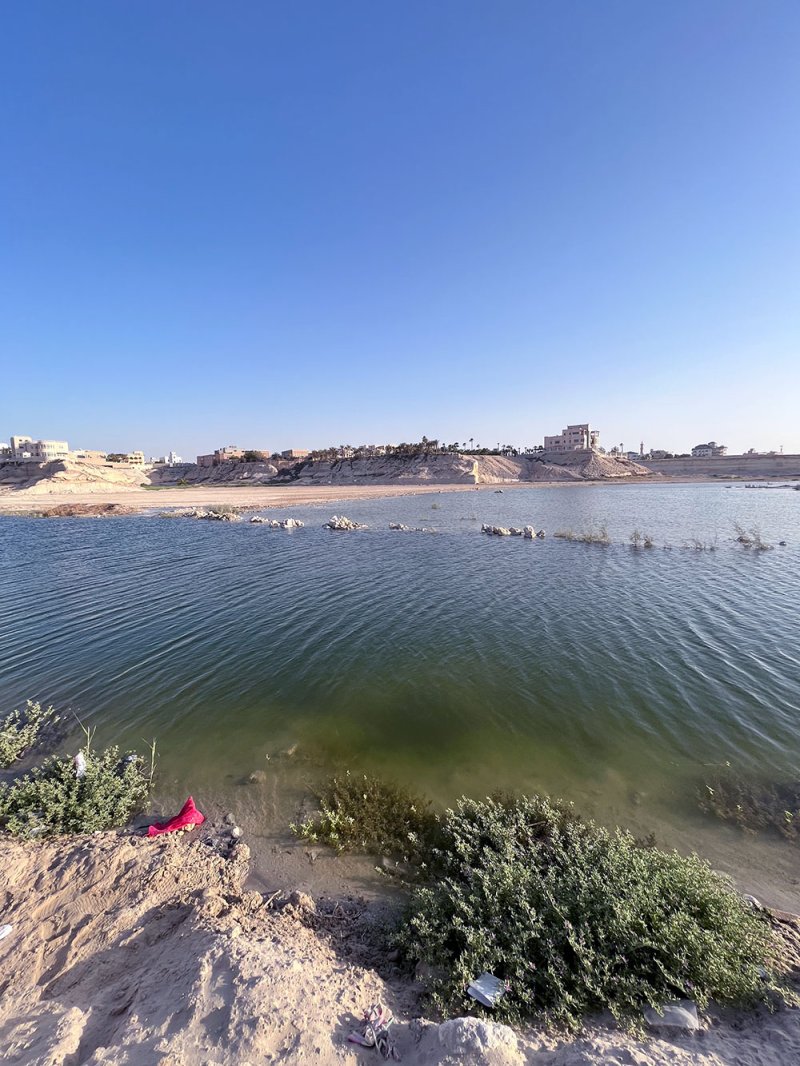 بط وبلطي في بحيرة وادي البحير