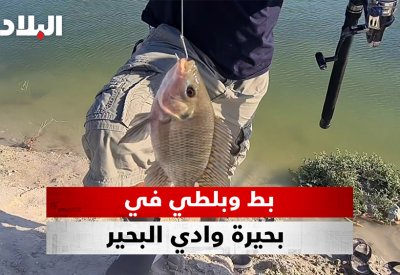 بالفيديو: بط وبلطي في بحيرة وادي البحير