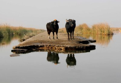 رئة العراق تتآكل.. الأهوار في مهب الجفاف والأمم المتحدة تحذر