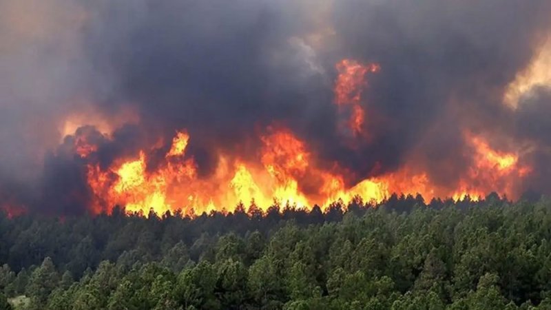 الجزائر: 15 حالة وفاة بسبب الحرائق