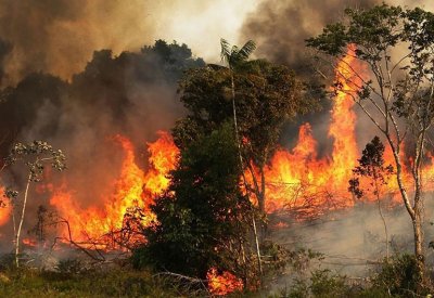 الجزائر تعلن إخماد 80 بالمئة من حرائق الغابات