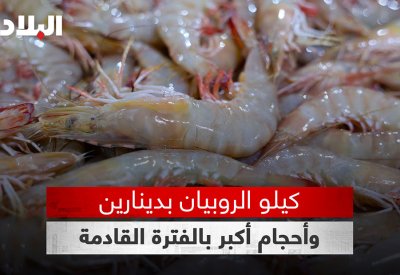 بالفيديو: سعر ثلاجة الروبيان الطازج تبدأ بـ 60 ديناراً وتصل إلى 120 ديناراً