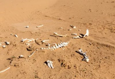 تفاصيل وفاة 3 مصريين عطشاً خلال التنقيب عن الذهب!