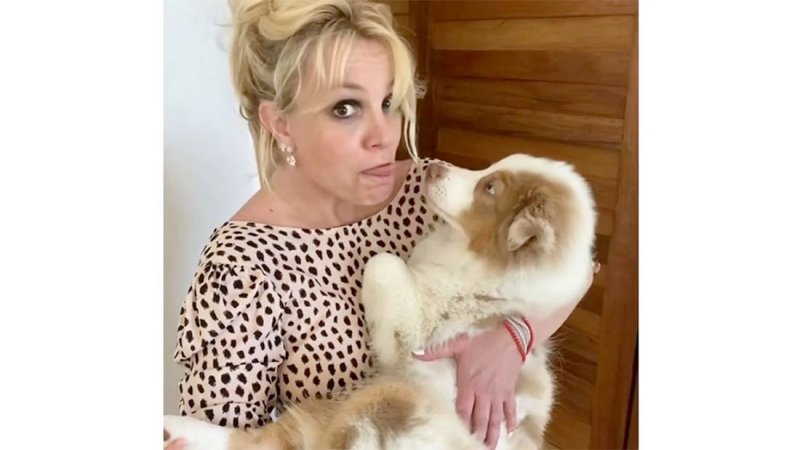 بعد طلاقهما.. حل خلاف بريتني سبيرز وأصغري على "حضانة الكلاب"