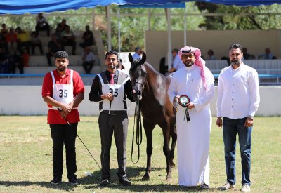 نتائج مميزة لفريق الاتحاد الملكي البحريني لجمال الخيل في بطولة الشرق الأوسط بالأردن