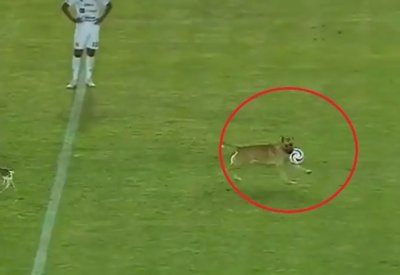 بالفيديو: كلب يقتحم مباراة في الدوري المكسيكي ويخطف الكرة
